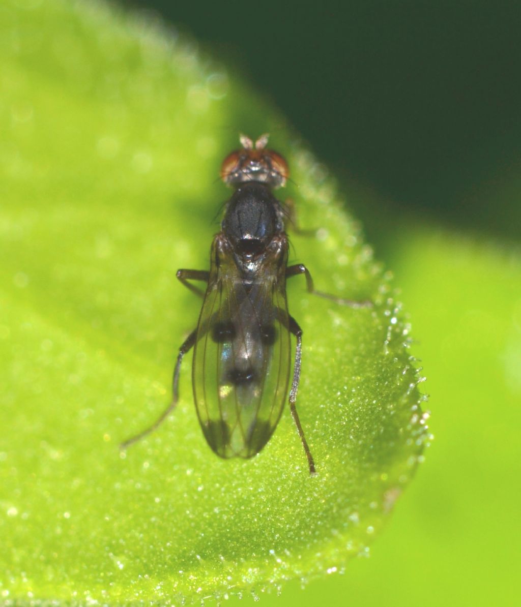 Geomyza tripunctata (Opomyzidae)